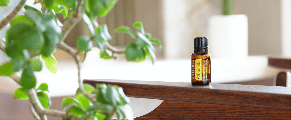Un été sans moustiques grâce à l'huile essentielle de Citronnelle dōTERRA !