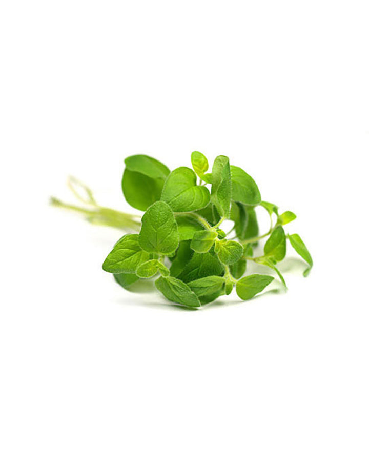 Koriander (Blätter) dōTERRA ätherisches Öl | 15 ml