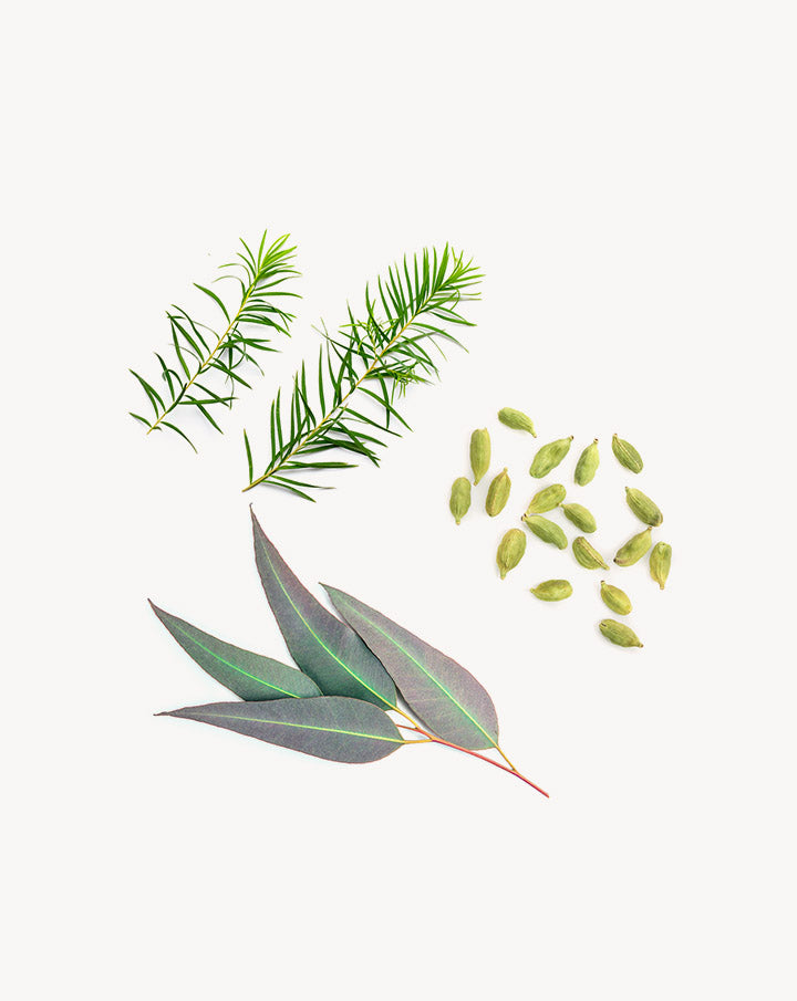 Air Touch in den dōTERRA Roll-on-Applikator mischen | 10 ml