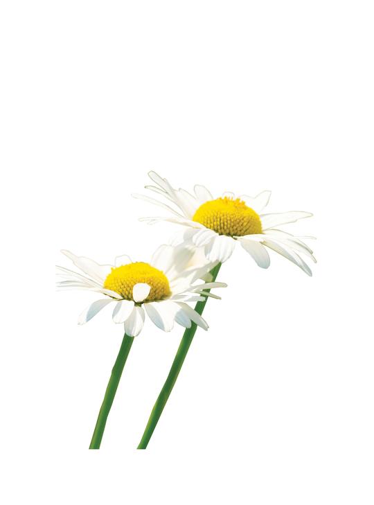 Camomille romaine huile essentielle dōTERRA | 5 ml
