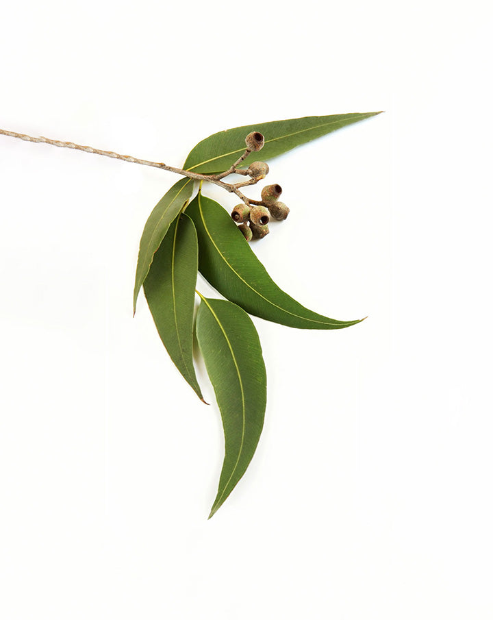 Eucalyptus radiata huile essentielle dōTERRA | 15 ml