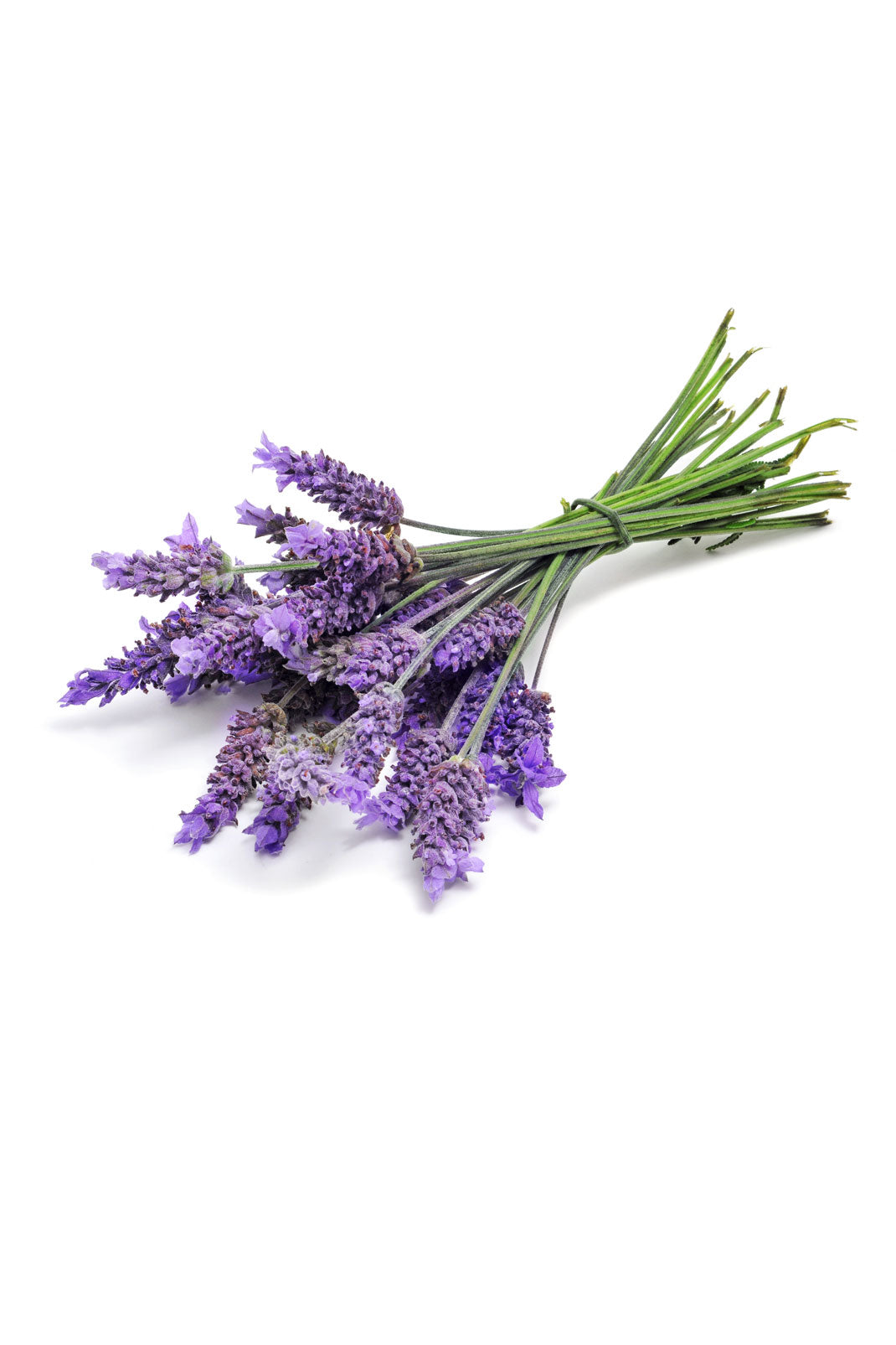 Lavande Touch dilué en applicateur à bille dōTERRA | 10 ml