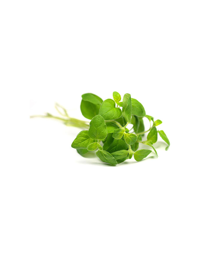 Oregano Touch verdünnt im dōTERRA Roll-on-Applikator | 10 ml