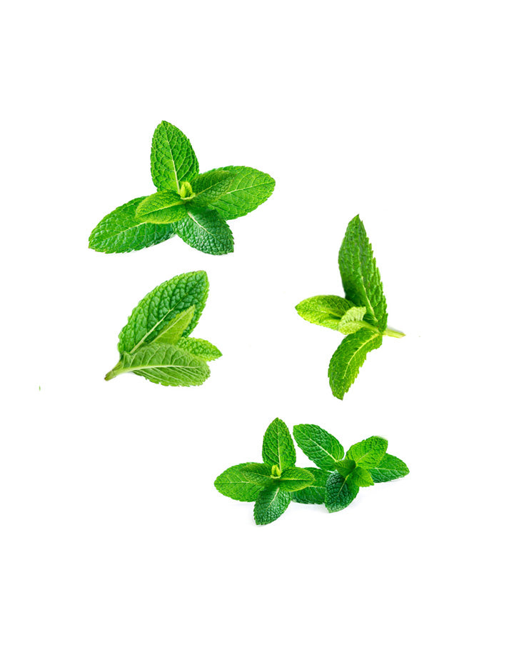 SuperMint Touch mélange en applicateur à bille dōTERRA | 10 ml