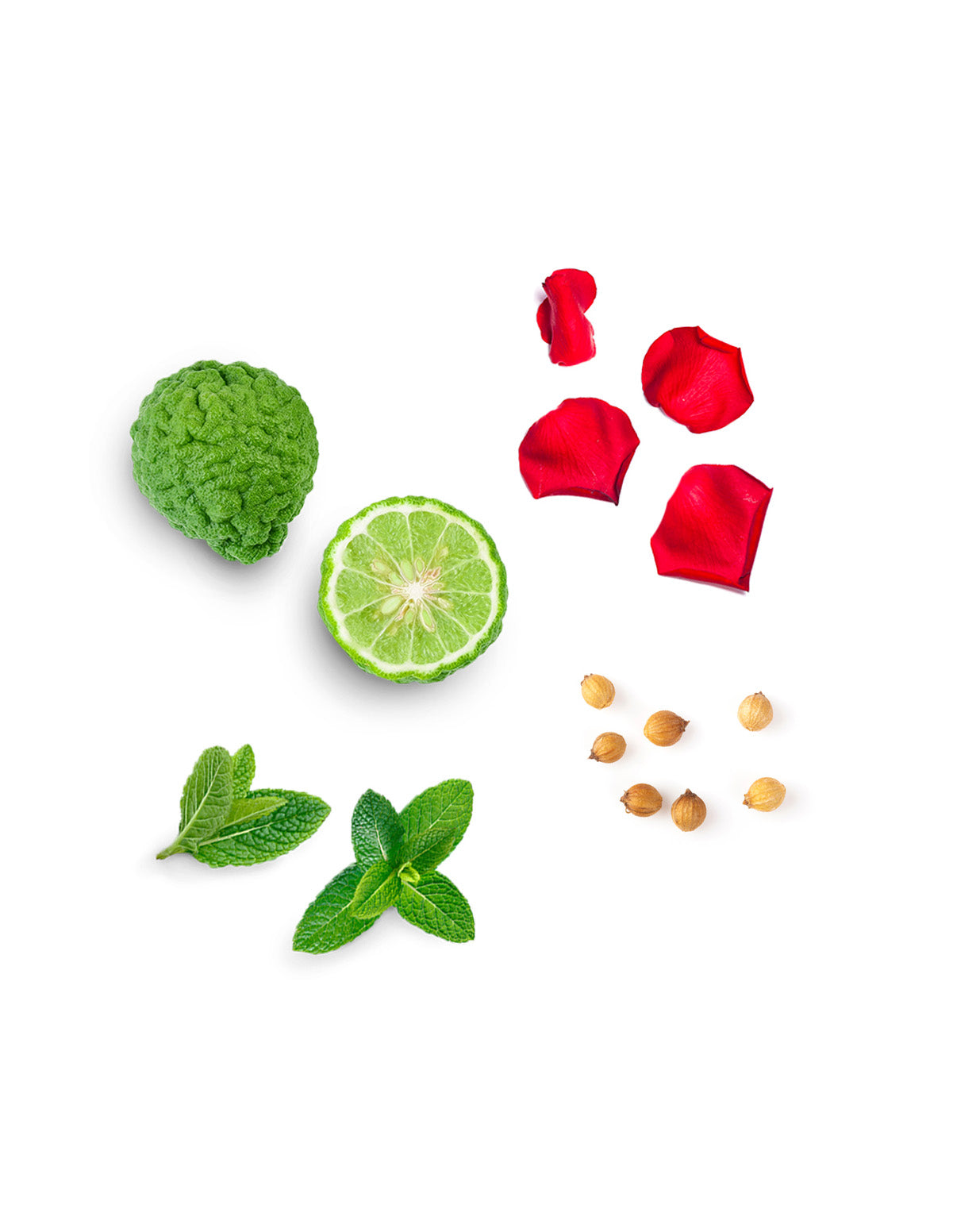 Align mélange de centrage dōTERRA | 5 ml