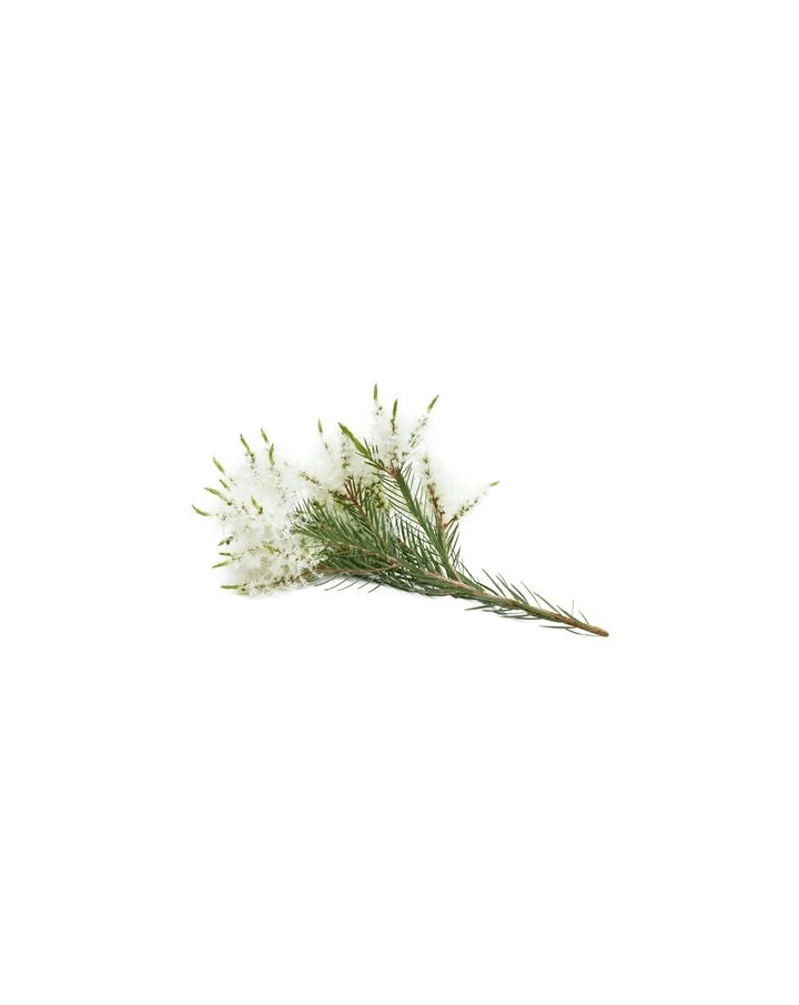 Arbre à thé (Tea Tree) huile essentielle dōTERRA | 15 ml