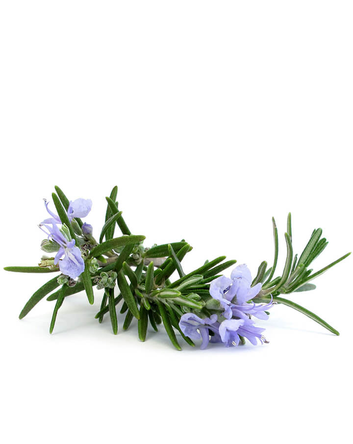 Ätherisches Rosmarinöl dōTERRA | 15 ml