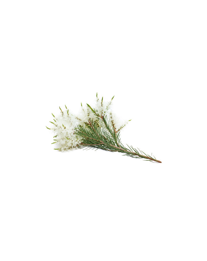 Tea Tree Touch verdünnt im dōTERRA Roll-on-Applikator | 10 ml