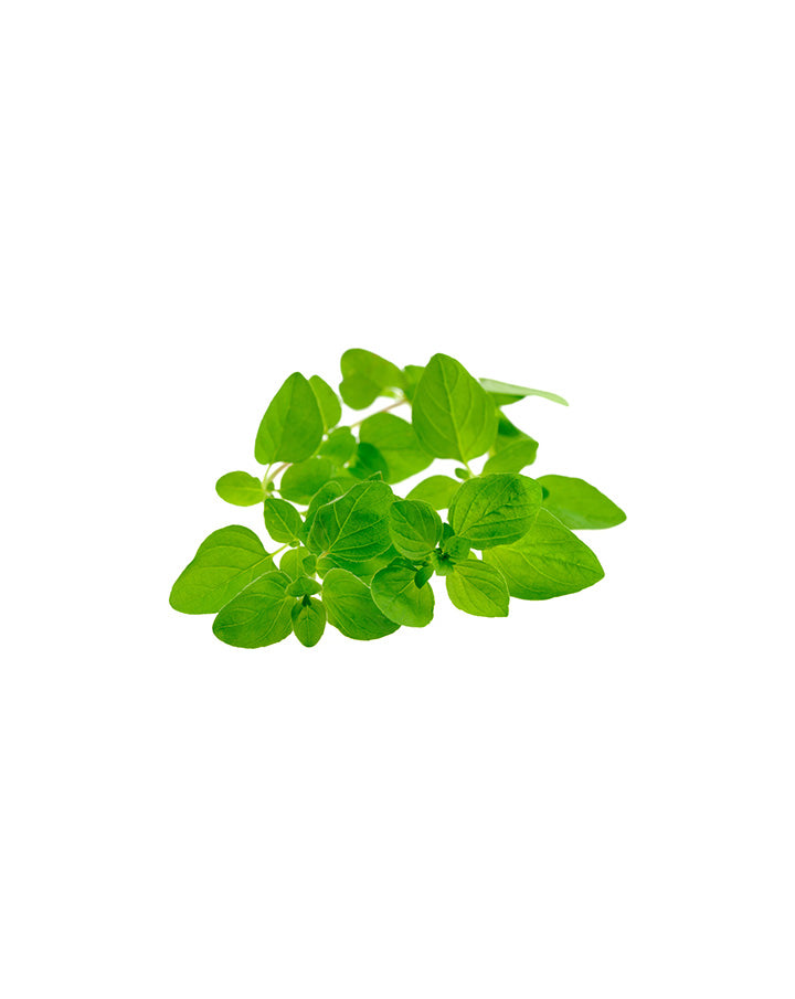 Ätherisches Majoranöl dōTERRA | 15 ml