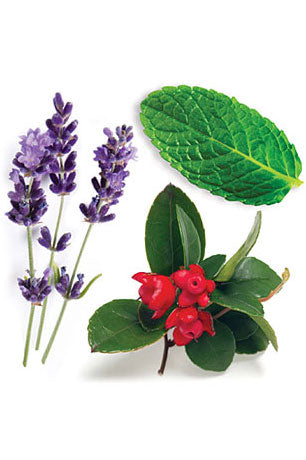 PastTense mélange en applicateur à bille dōTERRA | 10 ml