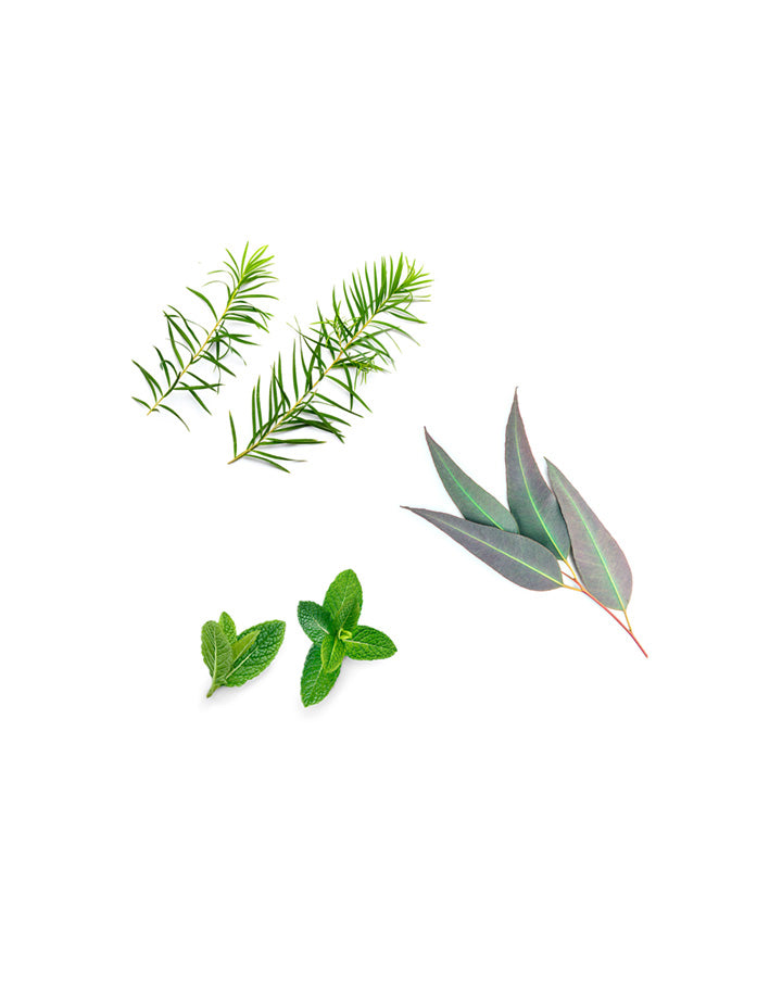 Shampooing protecteur dōTERRA | 500 ml