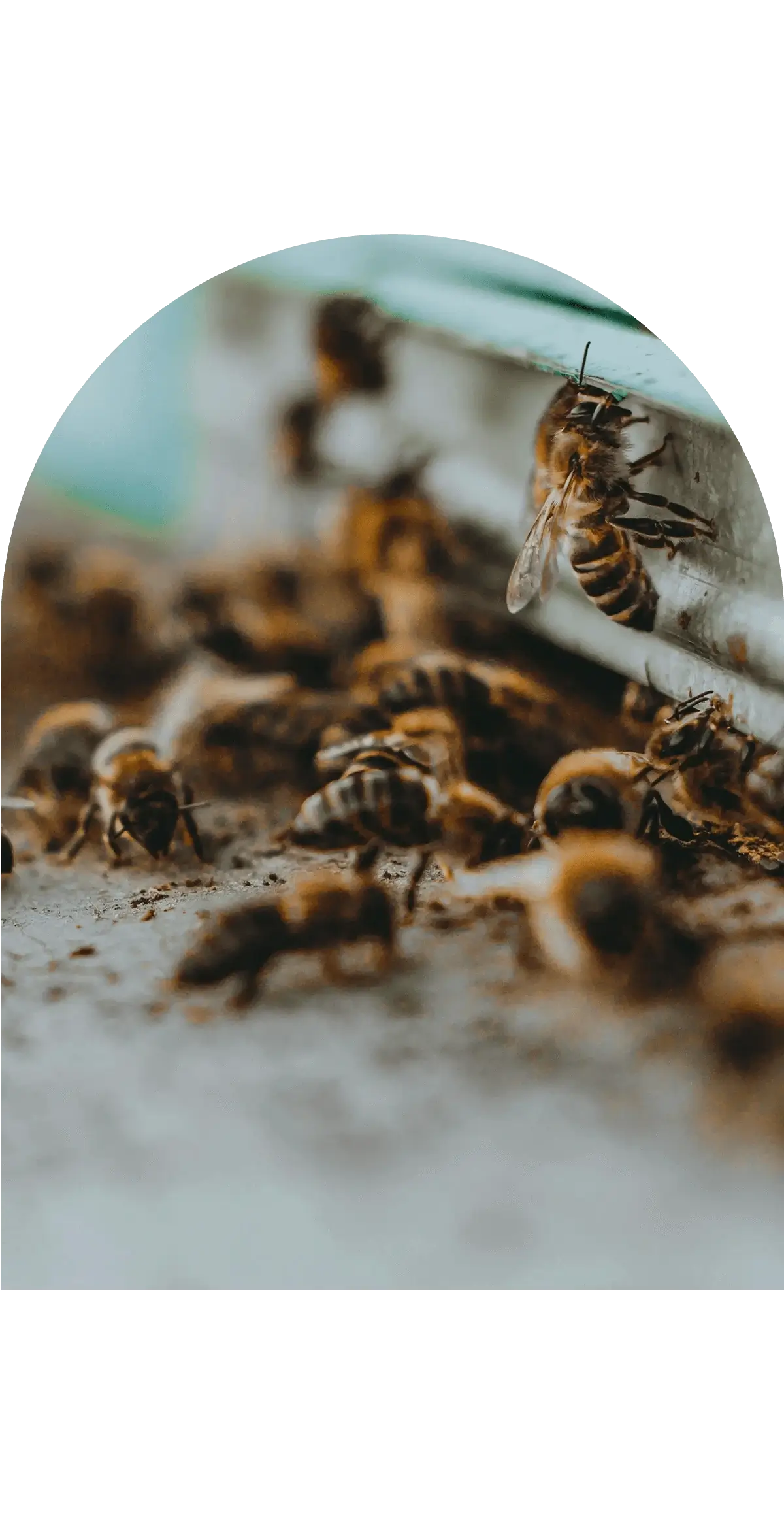 Abeilles à l'entrée d'une ruche, capturant leur activité naturelle et leur mouvement.