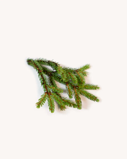 Epinette noire (Black Spruce) huile essentielle doTERRA, 5 ml