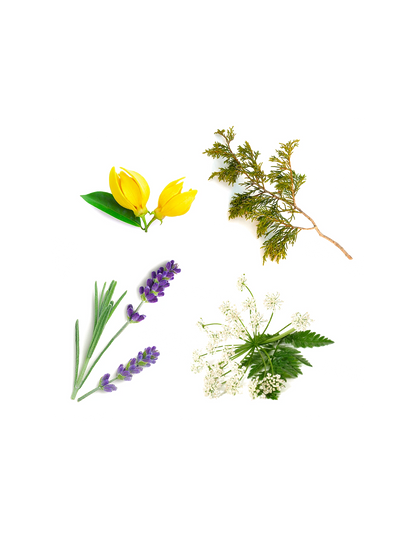 Stick Serenity avec valérianes doTERRA, 30 g
