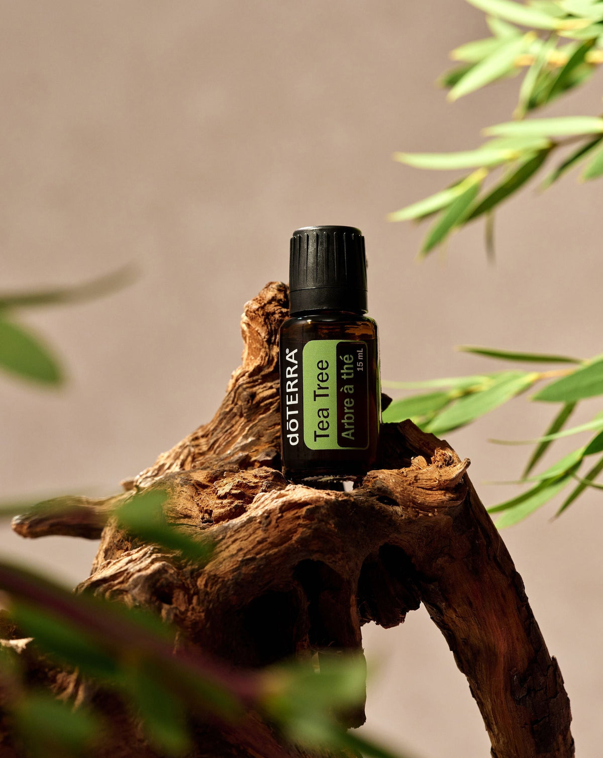 Arbre à thé huile essentielle dōTERRA, flacon sur du bois flotté