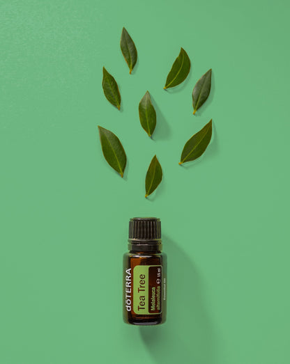 Arbre à thé huile essentielle dōTERRA, flacon et feuilles sur fond vert