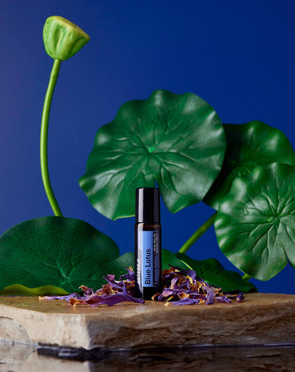 Lotus bleu Touch dilué en applicateur à bille d'huile essentielle doTERRA, 10 ml