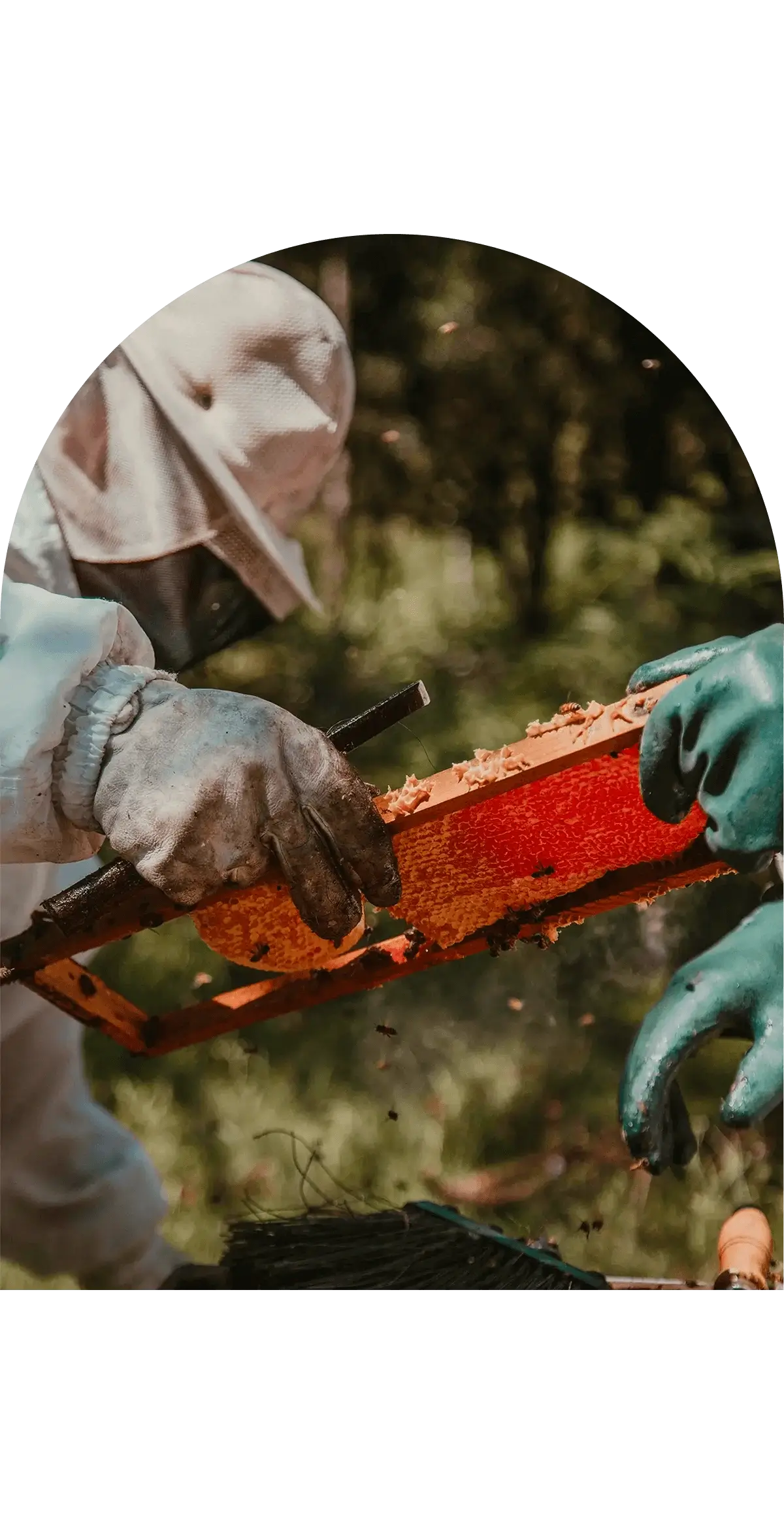 Apiculteur récoltant du miel avec soin, montrant son engagement pour la qualité et le respect des abeilles.