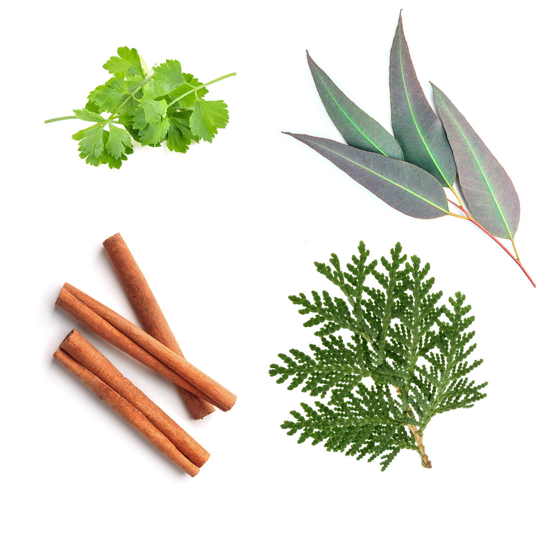 Les ingrédients du mélange abōde dōTERRA : cannelle de Chine, eucalyptus, thuya, coriandre en feuilles, myrte citronné, litsée et eucalyptus citronné