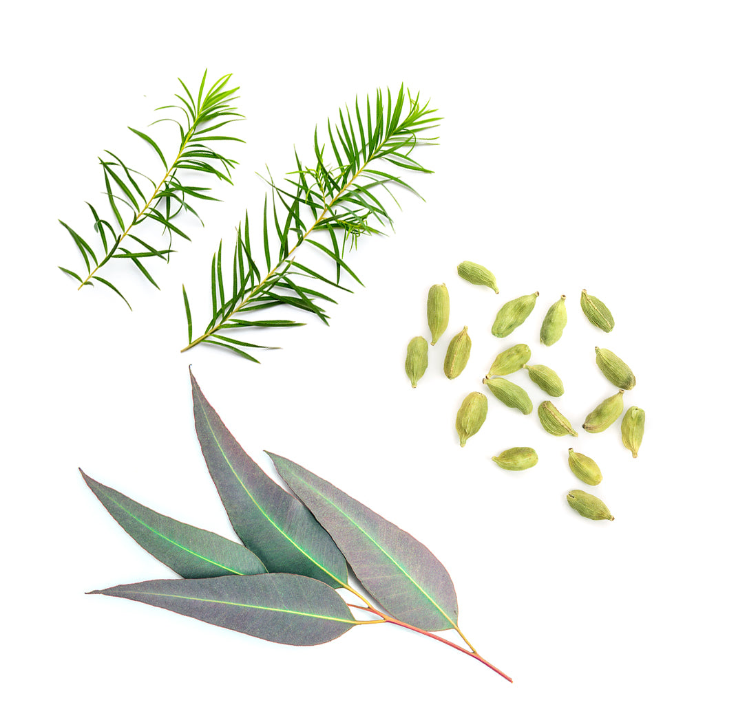 Les ingrédients du mélange Air dōTERRA : eucalyptus, menthe poivrée, arbre à thé et cardamome