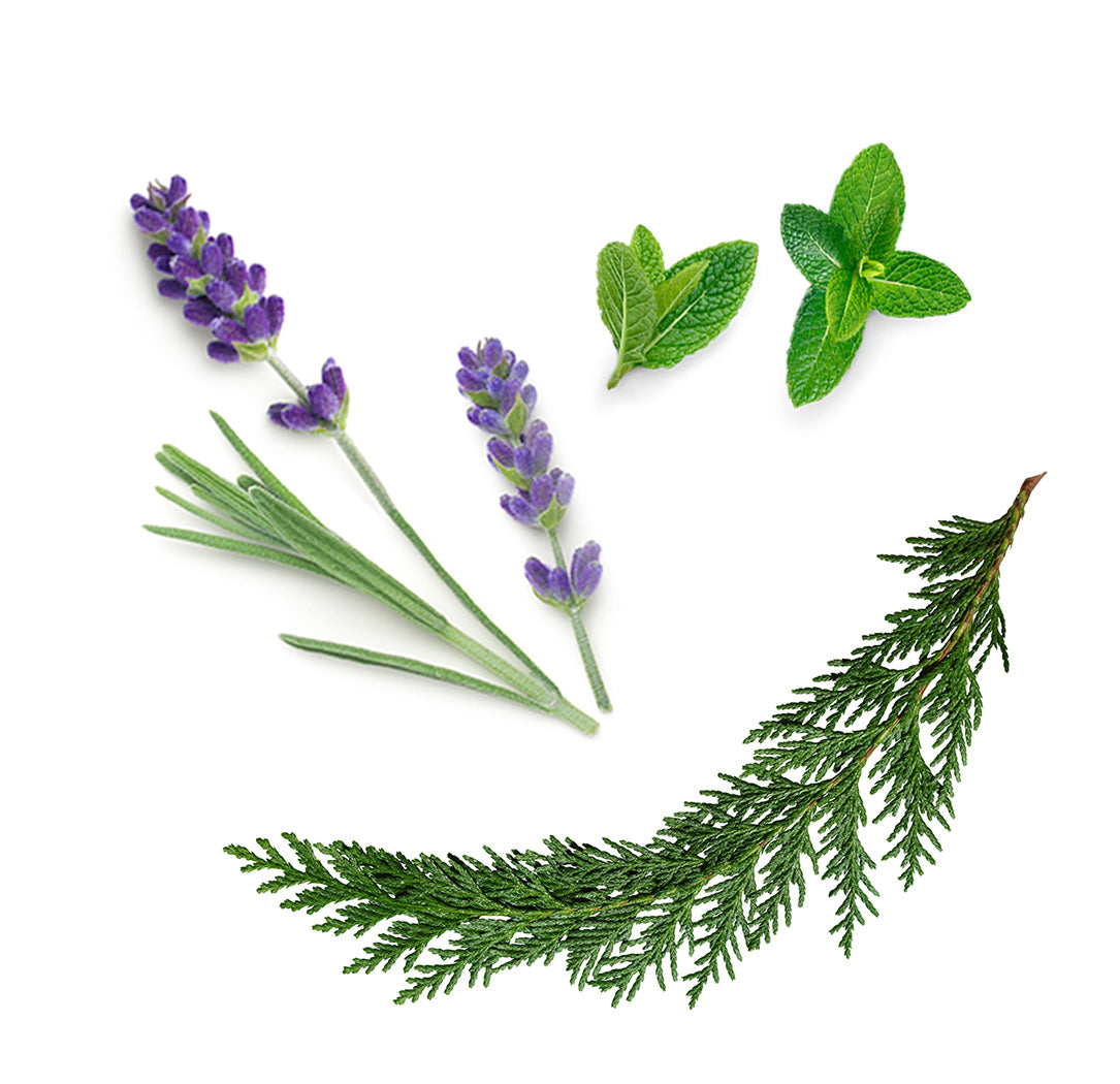 Les ingrédients du mélange AromaTouch dōTERRA : basilic, cyprès, lavande et menthe poivrée