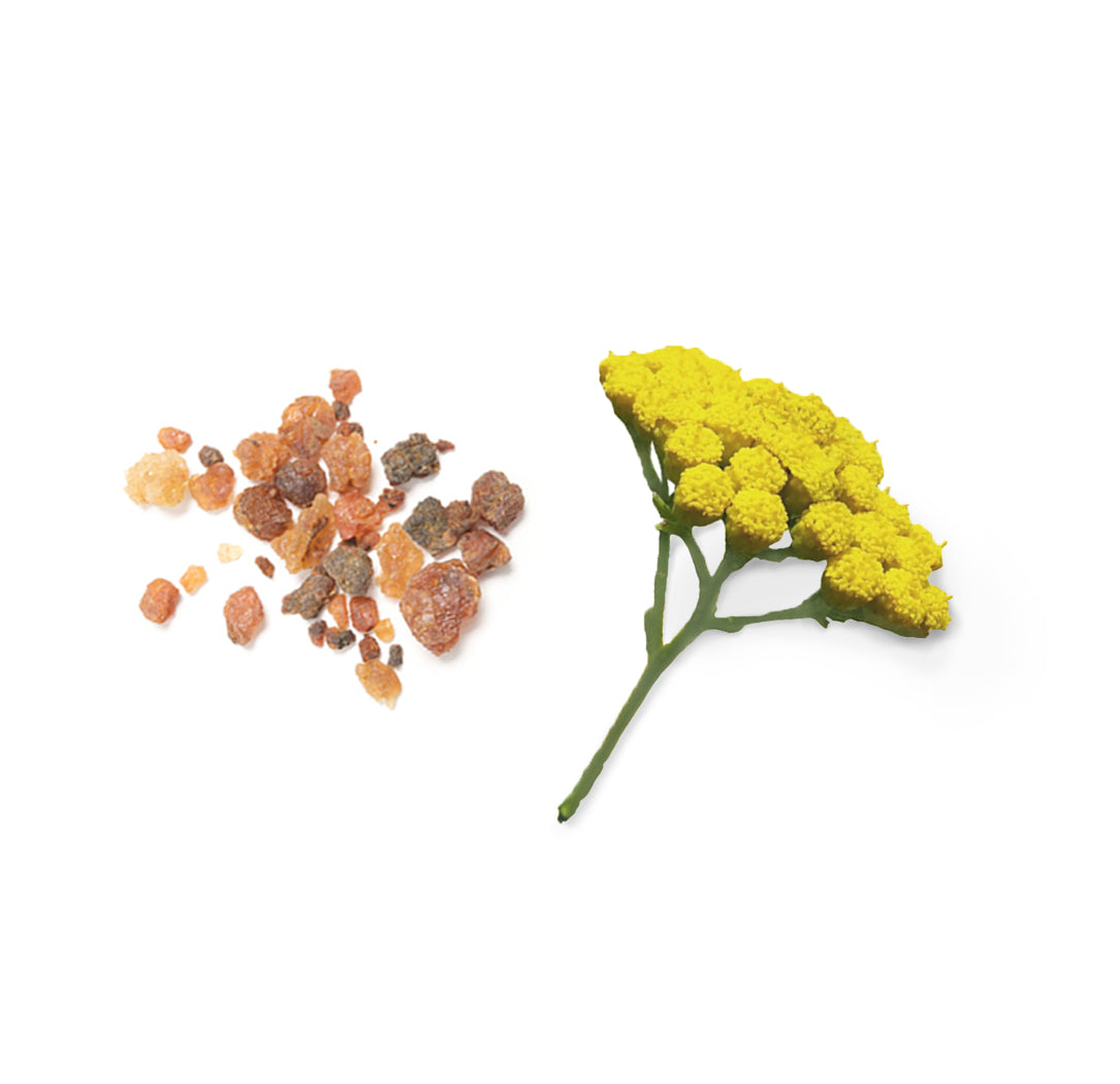 Les ingrédients du mélange Balance dōTERRA : encens et tanaisie bleue