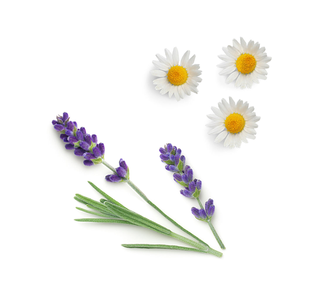 Les ingrédients du mélange Calmer dōTERRA : lavande et camomille romaine