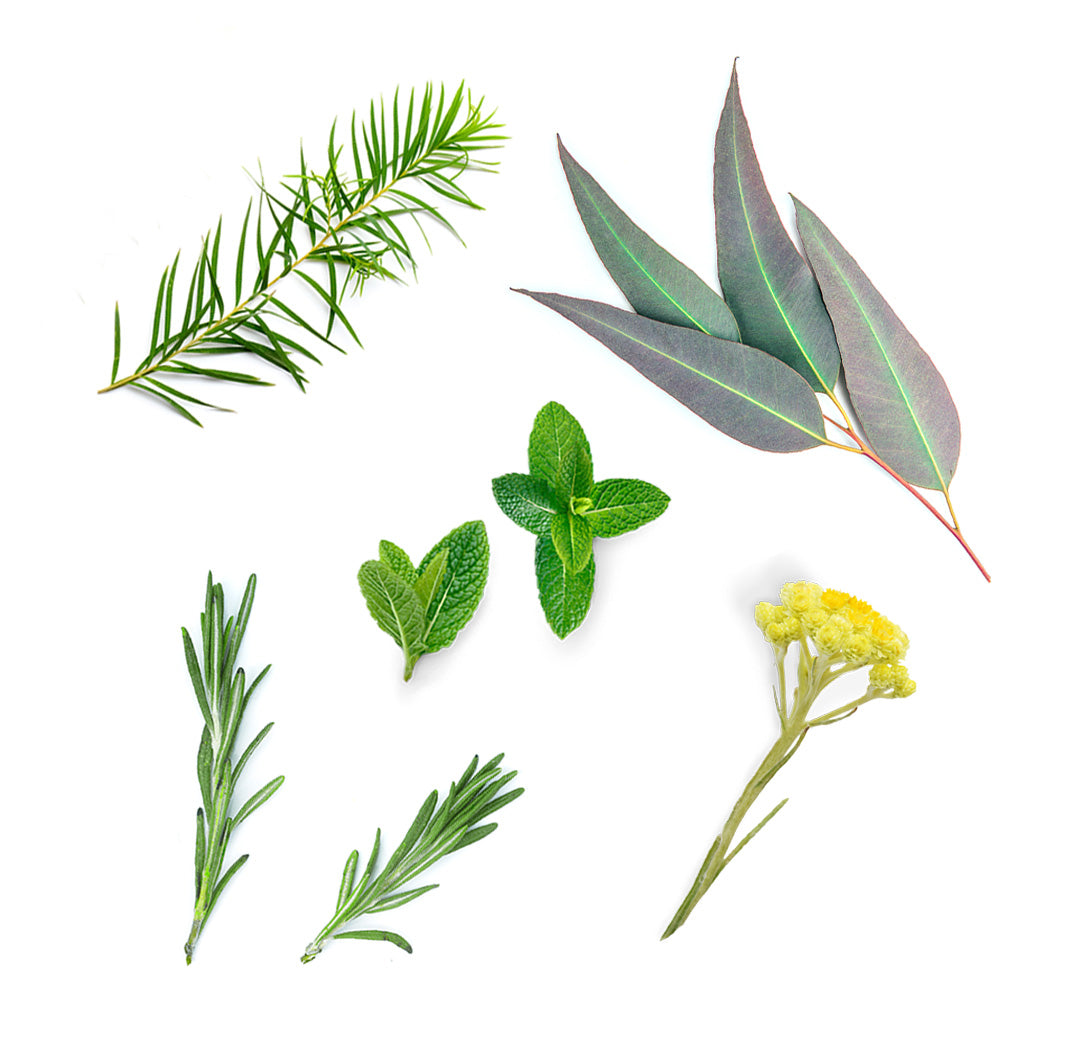 Les ingrédients du mélange Deep Blue dōTERRA : menthe japonaise, copaiba, menthe bergamote, arbre à thé, tanaisie bleue, romarin espagnol, anis étoilé, menthe poivrée, eucalyptus, hélichryse, gaulthérie et camomille bleue égyptienne
