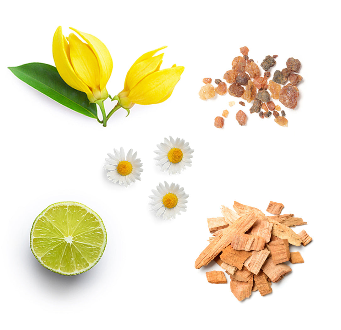 Les ingrédients du mélange InTune dōTERRA : encens, citron vert, patchouli, camomille romaine, bois de santal hawaïen et ylang ylang