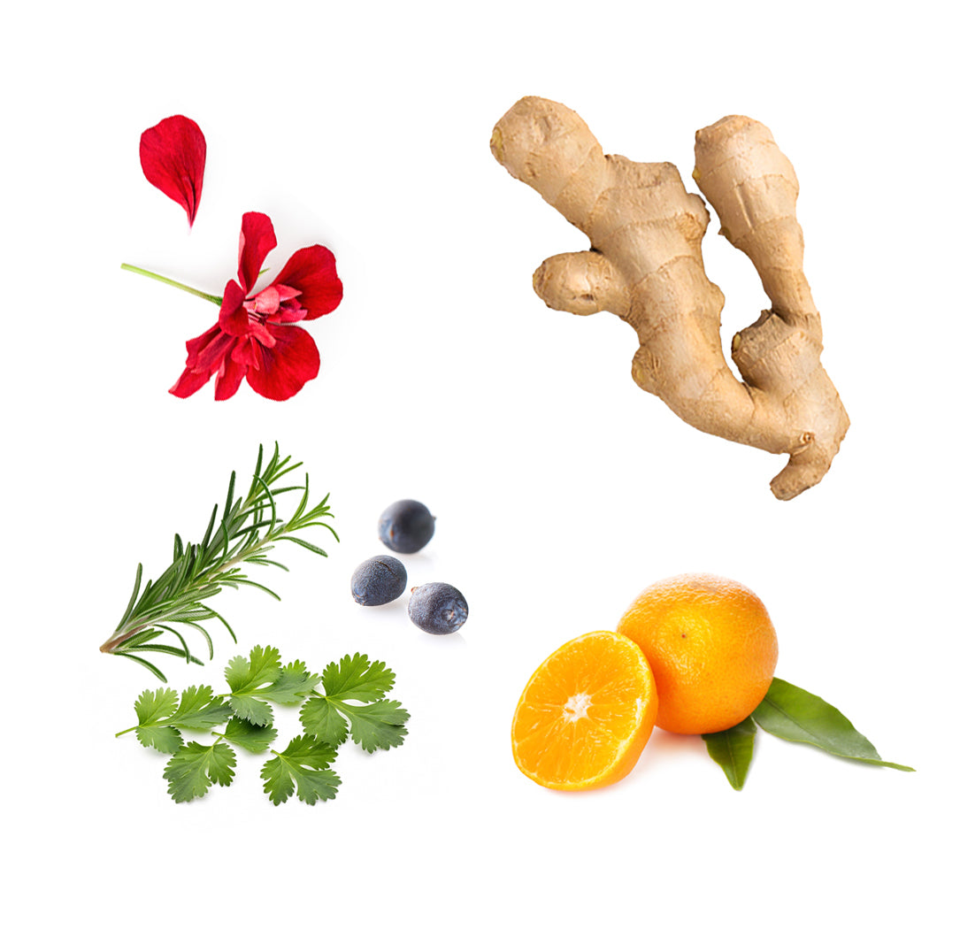 Ingrédients du mélange RevitaZen dōTERRA : mandarine, romarin, géranium, gingembre, baie de genièvre et coriandre en feuilles