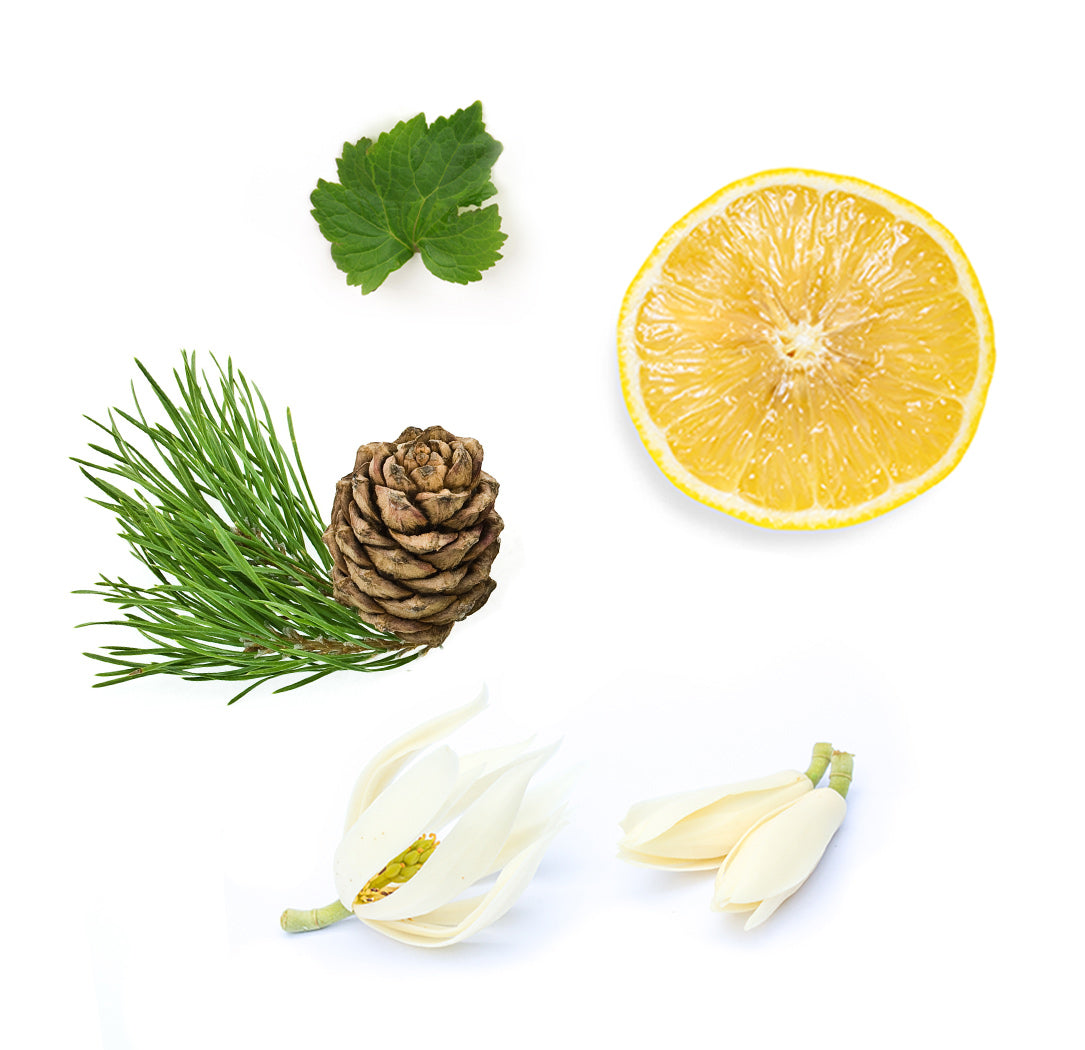 Les ingrédients du mélange Shinrin-Yoku dōTERRA : citron, patchouli, magnolia et sapin de Sibérie