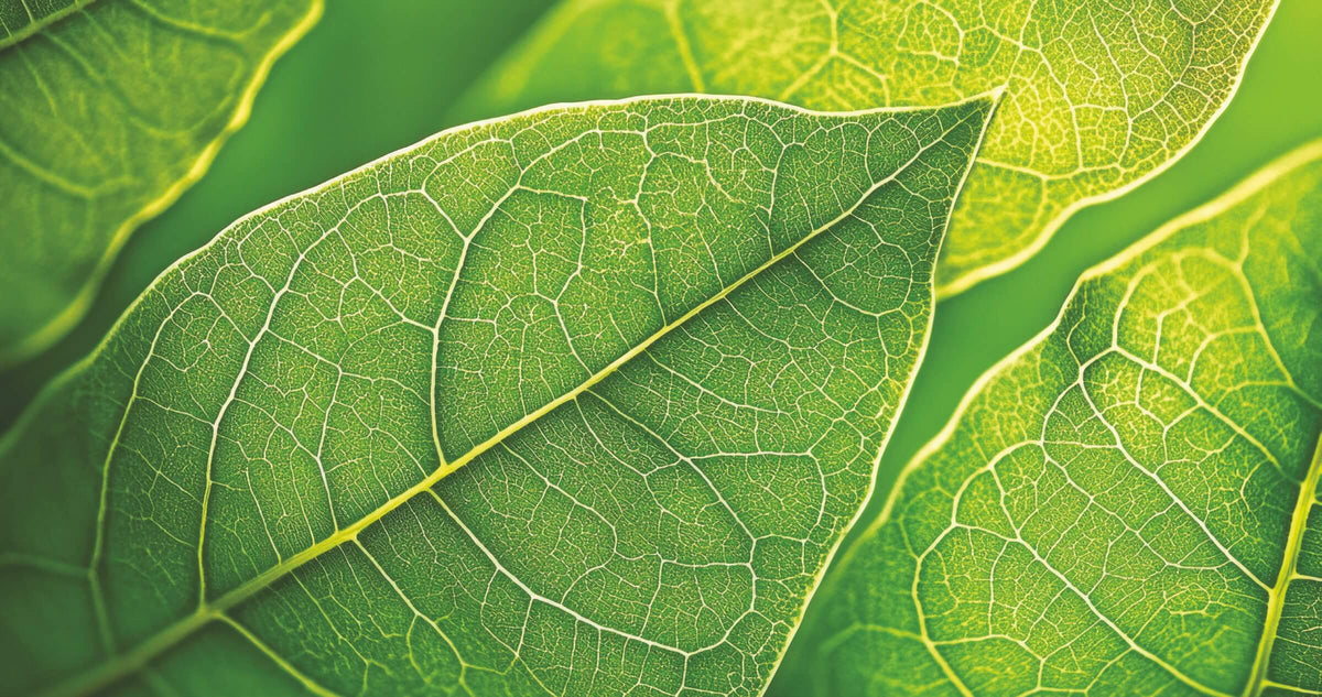 Feuilles vertes en gros plan, nervures dans la lumière