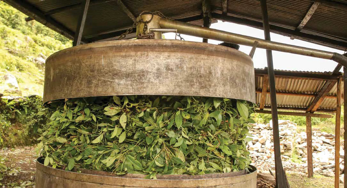 Cuve de distillation remplie de feuilles