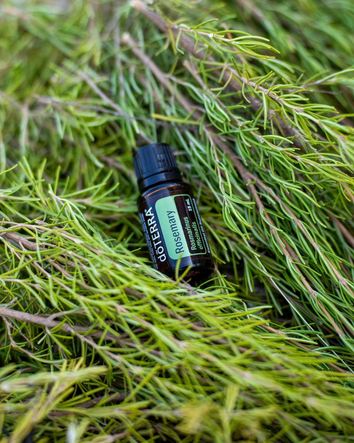 Romarin huile essentielle dōTERRA, sur un lit de romarin frais