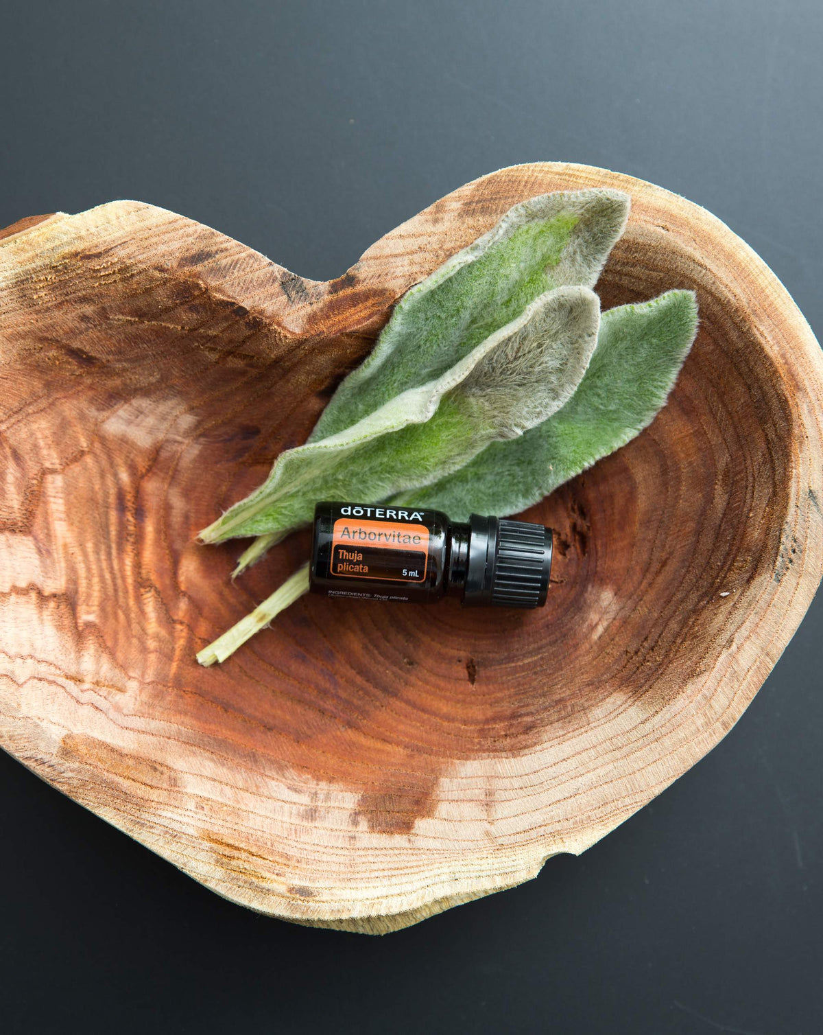 Thuya huile essentielle dōTERRA, flacon dans une coupe en bois avec des feuilles de sauge
