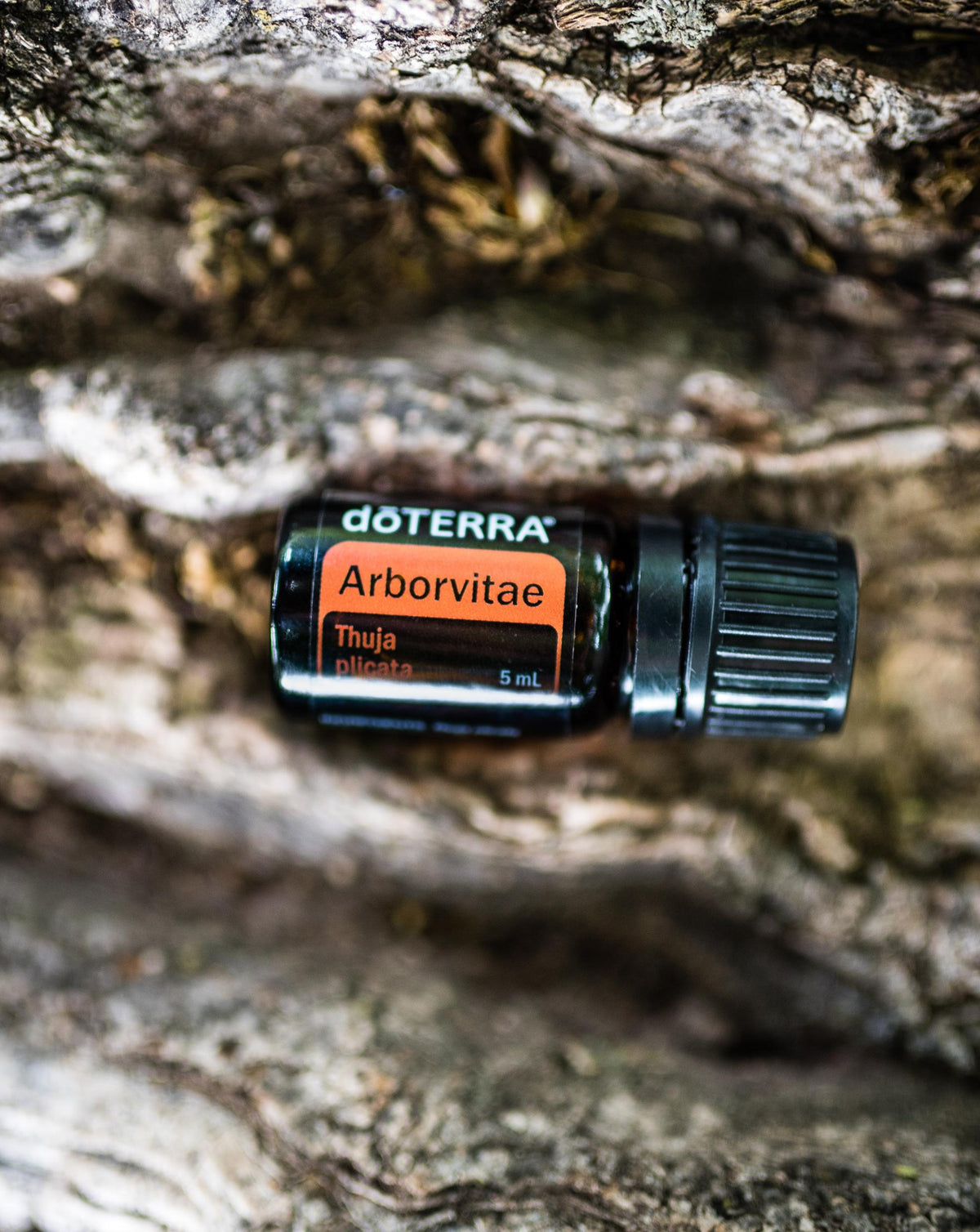 Thuya huile essentielle dōTERRA, flacon posé sur une écorce