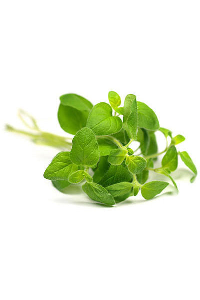Basilic (Basil) huile essentielle doTERRA, 15 ml