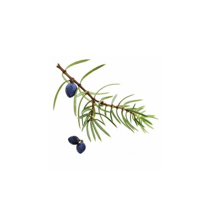 Baie de Genièvre (Juniper berry) huile essentielle doTERRA, 5 ml