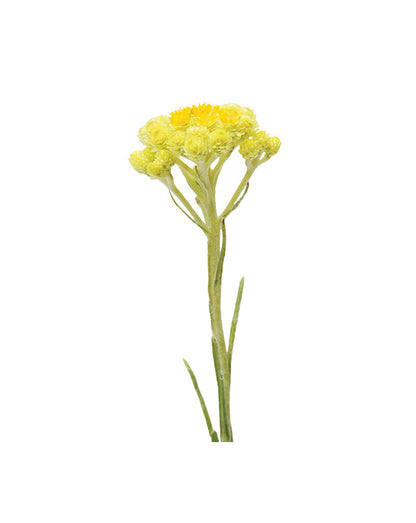 Hélichryse huile essentielle doTERRA, 5 ml