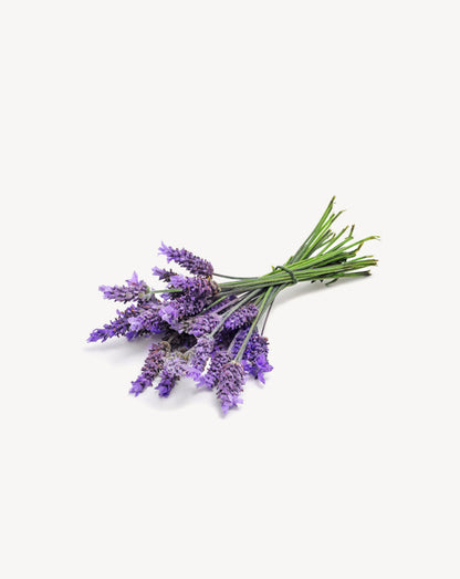 Lavande Touch dilué en applicateur à bille d'huile essentielle doTERRA, 10 ml