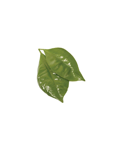 Petitgrain huile essentielle doTERRA, 15 ml