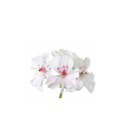 Géranium huile essentielle doTERRA, 15 ml