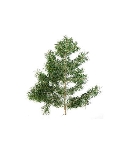 Pin Douglas (Douglas Fir) huile essentielle doTERRA, 5 ml