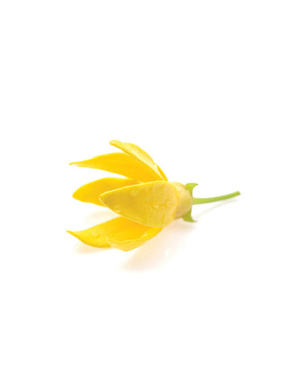 Ylang Ylang huile essentielle doTERRA, 15 ml