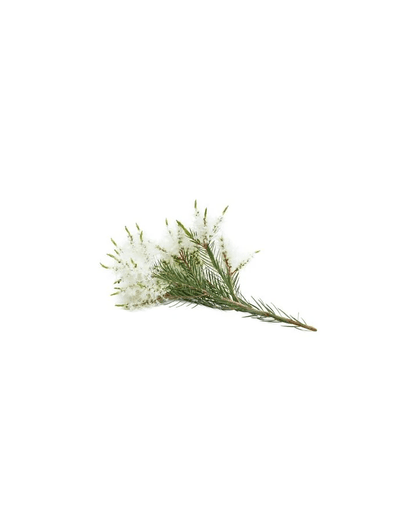 Arbre à thé (Tea Tree) huile essentielle doTERRA, 15 ml