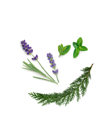 AromaTouch mélange d'huiles essentielles doTERRA, 15 ml