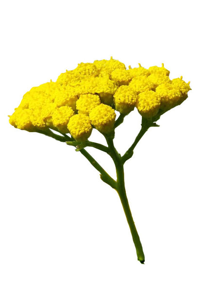 Tanaisie bleue (Blue Tansy) huile essentielle doTERRA, 5 ml