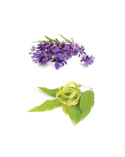 Calmer mélange relaxant d'huile essentielle doTERRA, 10 ml