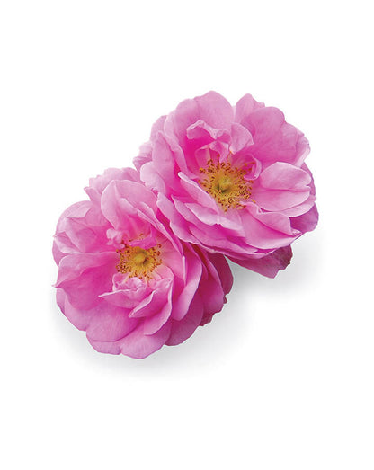 Rose huile essentielle doTERRA, 5 ml