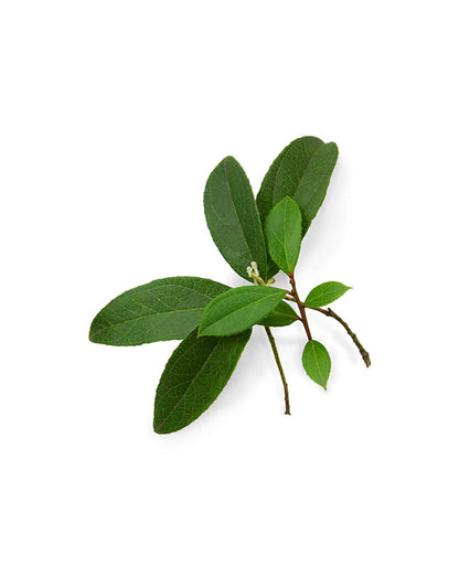 Gaulthérie (Wintergreen) huile essentielle doTERRA, 15 ml